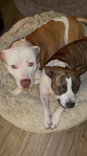 ..AT HOME FOR 36 HOURS ❤️🏠 #deborahdeluca