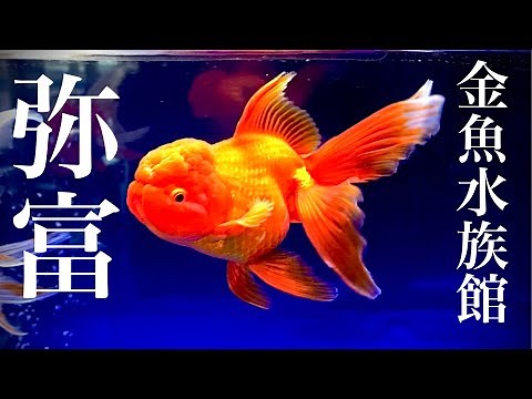 【金魚】弥富金魚水族館に行ってきました