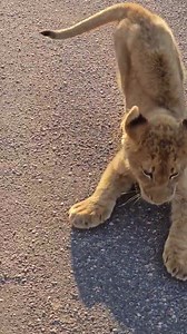 Lion cub drunk on milk For full story subscribe to my YouTube channel 86daysinkruger - it’s a fascinating sighting It’s more than a place. It’s a feeling. The Kruger National Park in beautiful South Africa 🇿🇦 #86daysinkruger #86daysallin #krugernationalpark #krugerpark #kruger #sanparks #knp #wilderness #wildlife #safari #animal #africa #nature #wild #southafrica #liveyourwild #lion #cub | Christopher Tosi