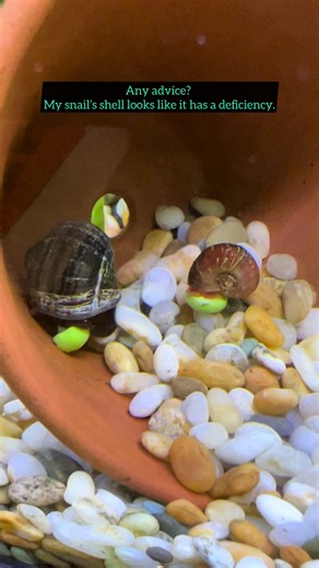 Any tips? I think my snail has a shell deficiency. #aquarium #fishtok #bettafish #fishtank #snail