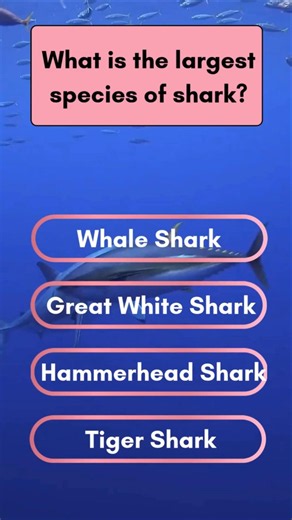 What is the largest species of shark? #quiz #trivia #gk #gkquiz