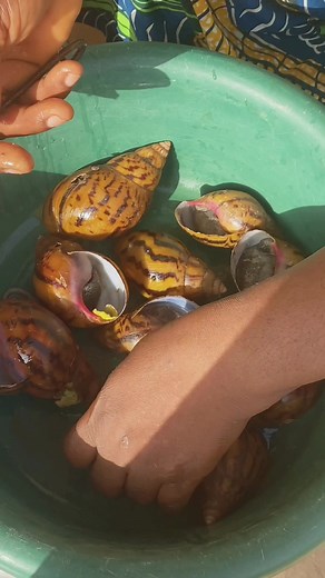 Let’s learn how to take a snail out of it’s shell. #ghanafood #fyp #foryou #viralfood #foodtiktok #snail #ghfoodnetwork