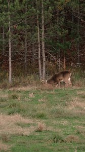 299K views · 22K reactions | The mature bucks are coming out to...