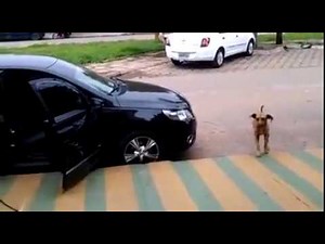 Homeless dog "dances" to the beat
