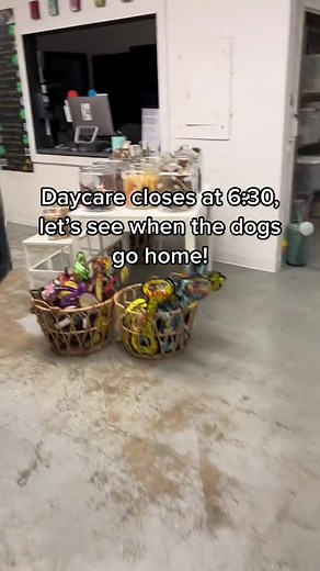 Odie’s still too fast to be seen by the human eye #fyp #foryou #foryoupage #dog #dogs #dogsoftiktok #puppy #puppies #puppiesoftiktok #dogdaycare #doggydaycare #dogdaycaresoftiktok #reposting #throwback #viral #viralvideo