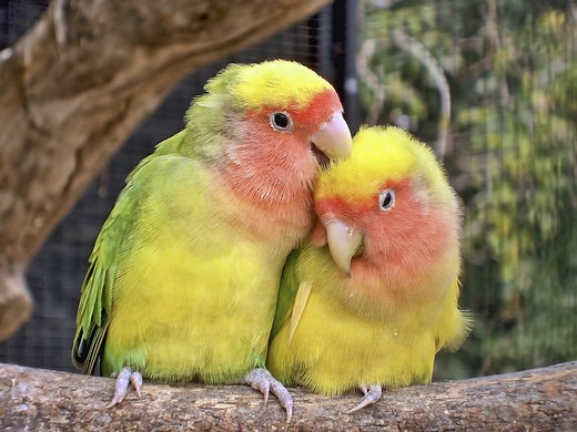 14 Fun Facts About Lovebirds, From Their Lifelong Devotion to Surprising Aggression