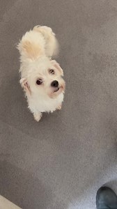 22K views · 1.9K reactions | Ramona and her beautiful puppies | Limerick Animal Welfare | Facebook