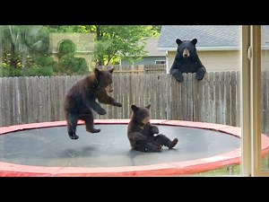 When Animals Think No One's Watching 😂 Backyard Edition