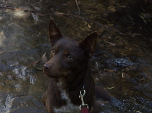 Dog friendly walks Blue Mountains - Best of the Blue Mountains