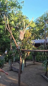 A koala is climbing a tree in Currumbin Wildlife Sanctuary, Gold Coast, Australia