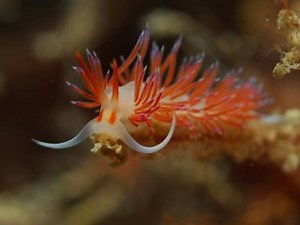 Deniz tavşanı nedir - ensonhaber.com