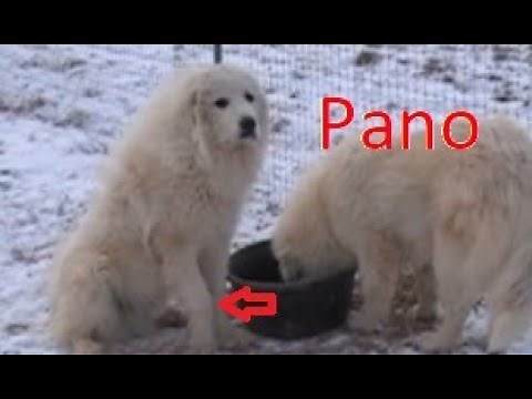 Panosteitis!!! "Pano" in LGDs - Livestock Guardian Dog Management