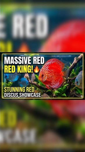 Discus Fish Paradise: A Splash of Red! 🐠✨ discuss #aquarium