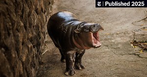 Moo Deng, the Toddler Hippopotamus, Is Still a Star