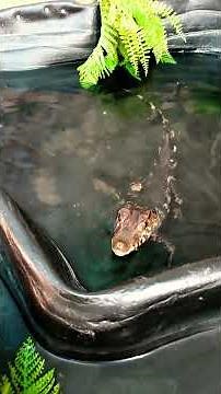 Dwarf Caiman Care .