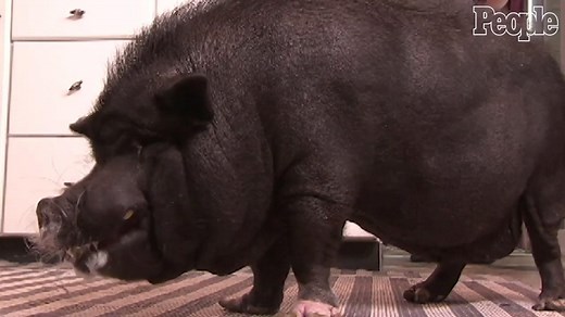 Can I Own an Exotic Animal?