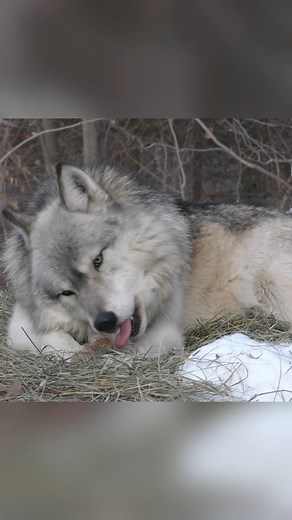 What do wolves eat? That's a question that's both easy and complicated to answer. Wolves are opportunistic carnivores, meaning they primarily eat meat to survive. Location and the current season often play a significant role in what their prey is, creating a lot of diet variability. In the Arctic tundra, it's common for wolves to hunt caribou and musk oxen during the winter and snowshoe hair in summer. Here in Minnesota, wolves tend to eat more whitetail deer and moose in the winter months. Then