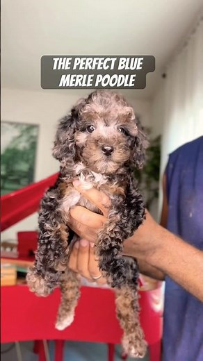 Perfect Blue Merle Poodle #puppy #pets #poodle #poodlebreeder #shorts