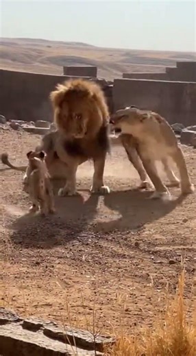 🦁 Lion Strikes the Cub — Lioness Stands Strong in Defense #trending #viral #lion
