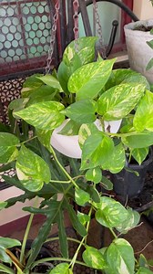7.9K views · 168 reactions | The Golden POTHOS Plant | Mark of the Jungle Plants | Facebook