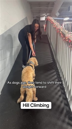 Enhancing Canine Mobility Through Hill Climbing Therapy