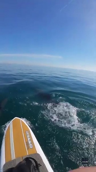 Dolphin slaps tail at paddleboarder near Laguna Beach