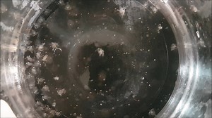 3.9K views · 31 reactions | Check out this video, on the life cycle of a mud crab! To appreciate how much the crab has overcome to get to the marketable size! Credits to Institute of Tropical Aquaculture - Akuatrop UMT for conducting this execellent course on mud crab breeding | RAS Aquaculture | Facebook