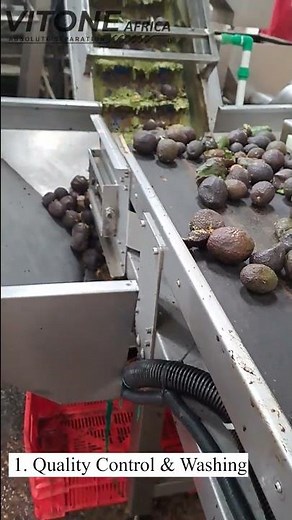 Avocado oil processing | Quality Control and Washing #shorts #shortsvideo