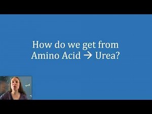 How is Urea Formed and Excreted?