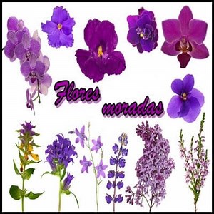 Purple Flower Plants: Names, Types and more ▷➡️ Postposmo