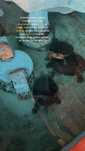 #atardecerperfecto🌅 #capcutmotivacional