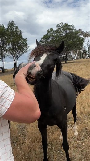 My mum keeps between 8 - 30 of her pure blood Spanish Andalusian horses, which she breeds from her sweet horse stud. Other animals too like a miniature and alpacas. A great place to calm the soul. No bities Tinkerbell 🐴 #andalusian #andalusianhorse #horsesofinstagram #horsestud #filly #cheekyhorse #cheeky #horsesoftiktok #andalusiansoftiktok #spanishhorses