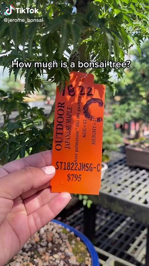 Jerome_bonsai on TikTok