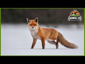Red Fox: Unveiling Survival Secrets and Wild Challenges | Fascinating Fox Facts | ANIMAL ZEE
