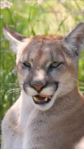 This is the animal with the most names in the world #puma #animals #funfacts