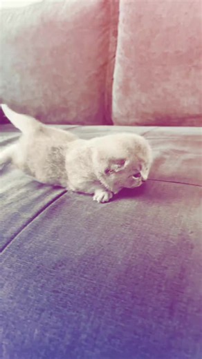 Cute Cat Video: Cat Sansar Salvo Moments