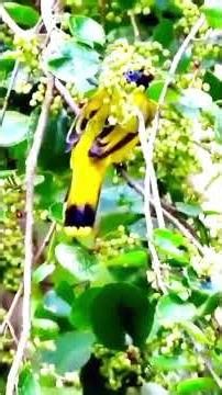 Black-headed Bulbul's Jungle Songs!