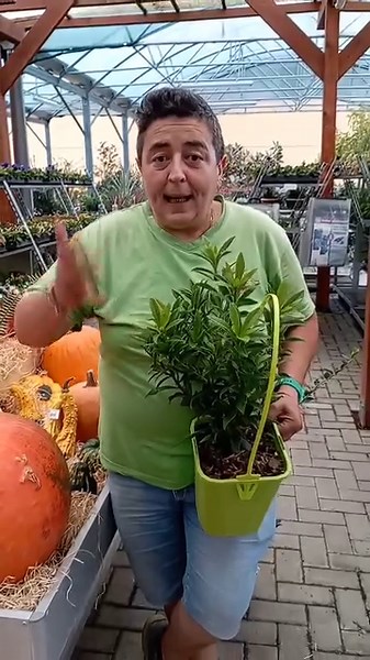 90K views · 4.2K reactions | I consigli di Pia con due piante meravigliose: sarcococca e daphne. #idealverde #gardenfestival #sarcococca #Daphne | Idealverde | Facebook