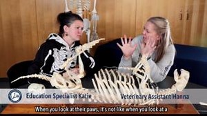 12K views · 663 reactions | You heard it here first - sea otters have "one big toe bean!"  ASLC educator Katie and veterinary assistant Hanna are back to chat about the unique paws and flippers of sea otters. | Alaska SeaLife Center | Facebook