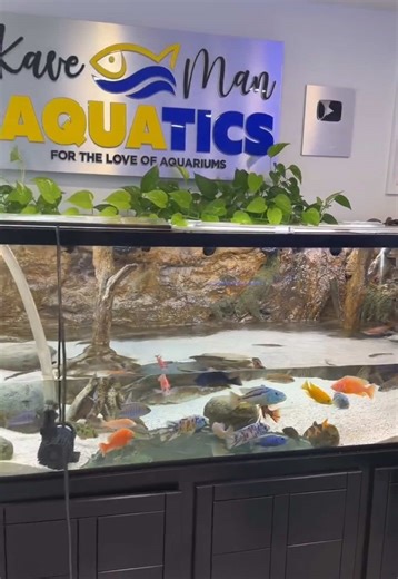 Mastering African Cichlid Care with Expert Tips