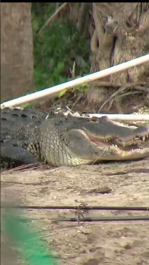 Alligator captured after biting man in Florida