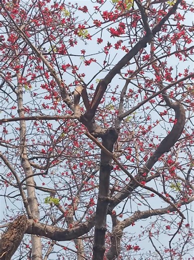 tiktokမှာအရမ်းဟော့နေတဲ့လက်ပံပွင့်လေးတွေပါရှင့် #Burmese #myanmartiktok🇲🇲🇲🇲 #စားကြမယ် #အစားတလိုင်း #ရာသီစာ