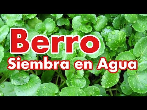 Cómo Plantar Berro (Watercress)