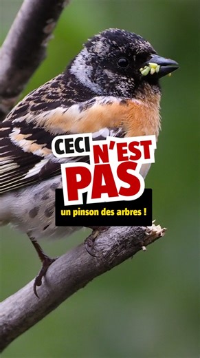 #CeciNEstPas un pinson des arbres ! 🐦 Le pinson du Nord arrive dans nos contrées en hiver, parfois en grands groupes. 😃 Apprenez à ne pas le confondre avec son cousin des arbres. | La Salamandre