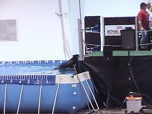 Dock Jumping Dogs Competition