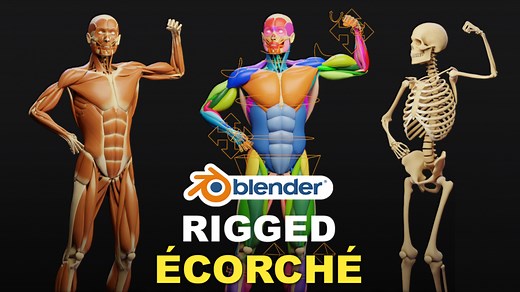 Muscle Anatomy - Ecorche Rigged