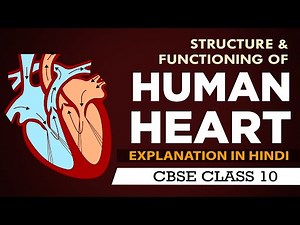 Structure and functioning of HUMAN #HEART |Life processes 10th cbse biology | NCERT class 10 science