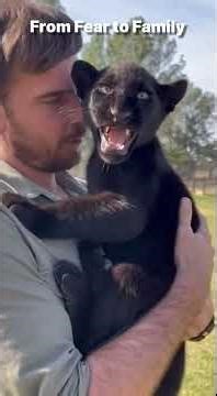 From Fear to Family | Panther Rescue Story