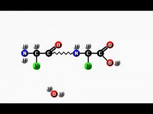Dipeptid Biologie / Klett Lerntraining