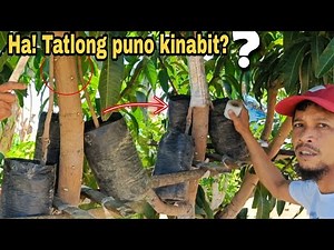 THREE ROOTSTOCK INARCHING TUTORIAL &TIPS/GHA AGRI TV